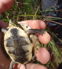 Cuora amboinensis kamaroma