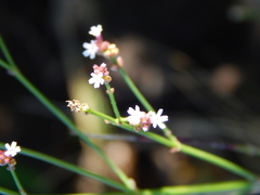 Verbena montevidensis