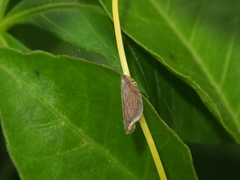 Lophops carinata