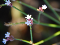 Verbena montevidensis