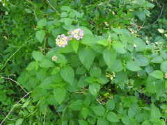 Lantana × strigocamara