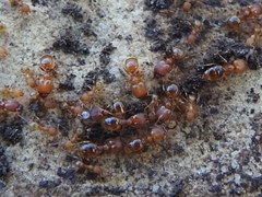 Pheidole bilimeki