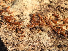 Pheidole bilimeki