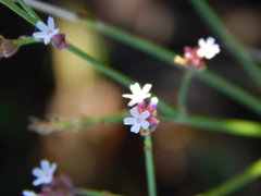 Verbena montevidensis