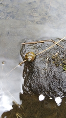 Cipangopaludina malleata