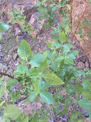 Ptelea trifoliata mollis