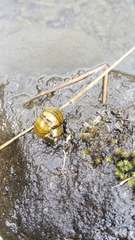 Cipangopaludina malleata