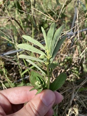 Euphorbia lasiocarpa image