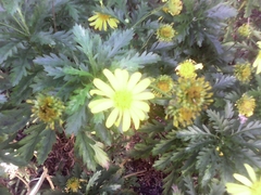 Euryops chrysanthemoides