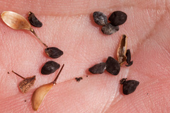 Ipomoea tenuiloba