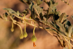 Chamaesaracha pallida