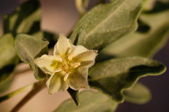 Chamaesaracha pallida