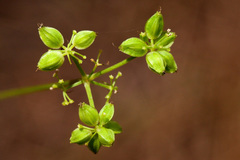 Cymopterus lemmonii
