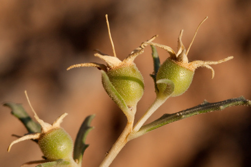 Mentzelia humilis var. guadalupensis