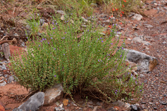 Scutellaria potosina