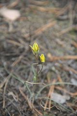 Gagea pauciflora
