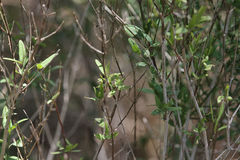 Carlowrightia parviflora