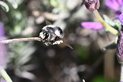 Anthophora pacifica