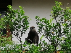 Semnopithecus vetulus nestor