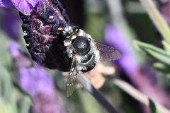 Anthophora pacifica