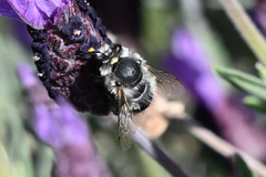 Anthophora pacifica