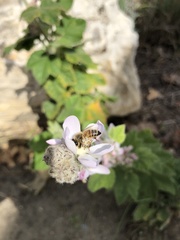 Apis mellifera