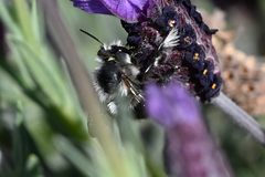 Anthophora pacifica