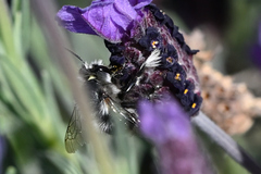 Anthophora pacifica