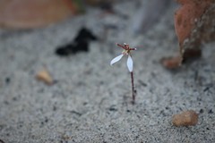 Eriochilus cucullatus