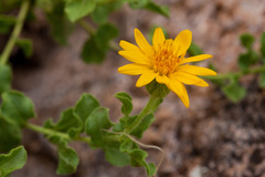 Heterotheca viscida