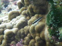 Parablennius serratolineatus