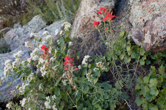 Castilleja organorum
