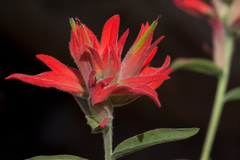 Castilleja organorum