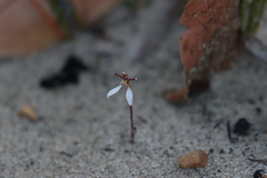 Eriochilus cucullatus