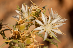 Mentzelia humilis guadalupensis