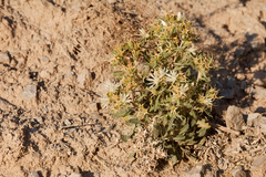 Mentzelia humilis guadalupensis
