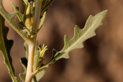 Mentzelia humilis guadalupensis