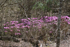 Echinocereus berlandieri