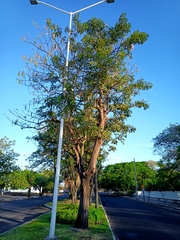 Tabebuia rosea