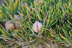 Hakea vittata