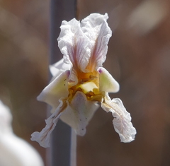 Streptanthus glandulosus albidus
