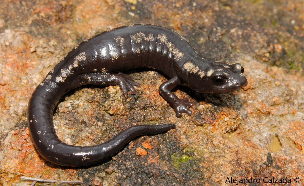 Zapotec Salamander