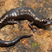 Zapotec Salamander - Photo (c) Alejandro Calzada, some rights reserved (CC BY), uploaded by Alejandro Calzada