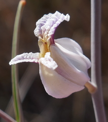 Streptanthus glandulosus albidus