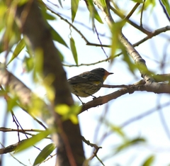 Setophaga coronata auduboni