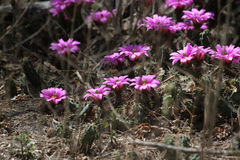 Echinocereus berlandieri