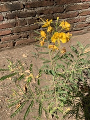 Caesalpinia pulcherrima