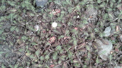 Leptinella filiformis
