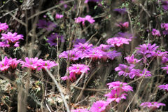 Echinocereus berlandieri