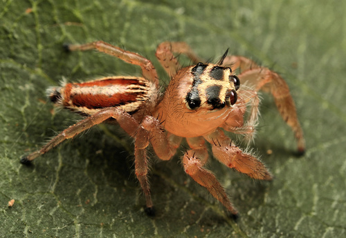 Thyene inflata